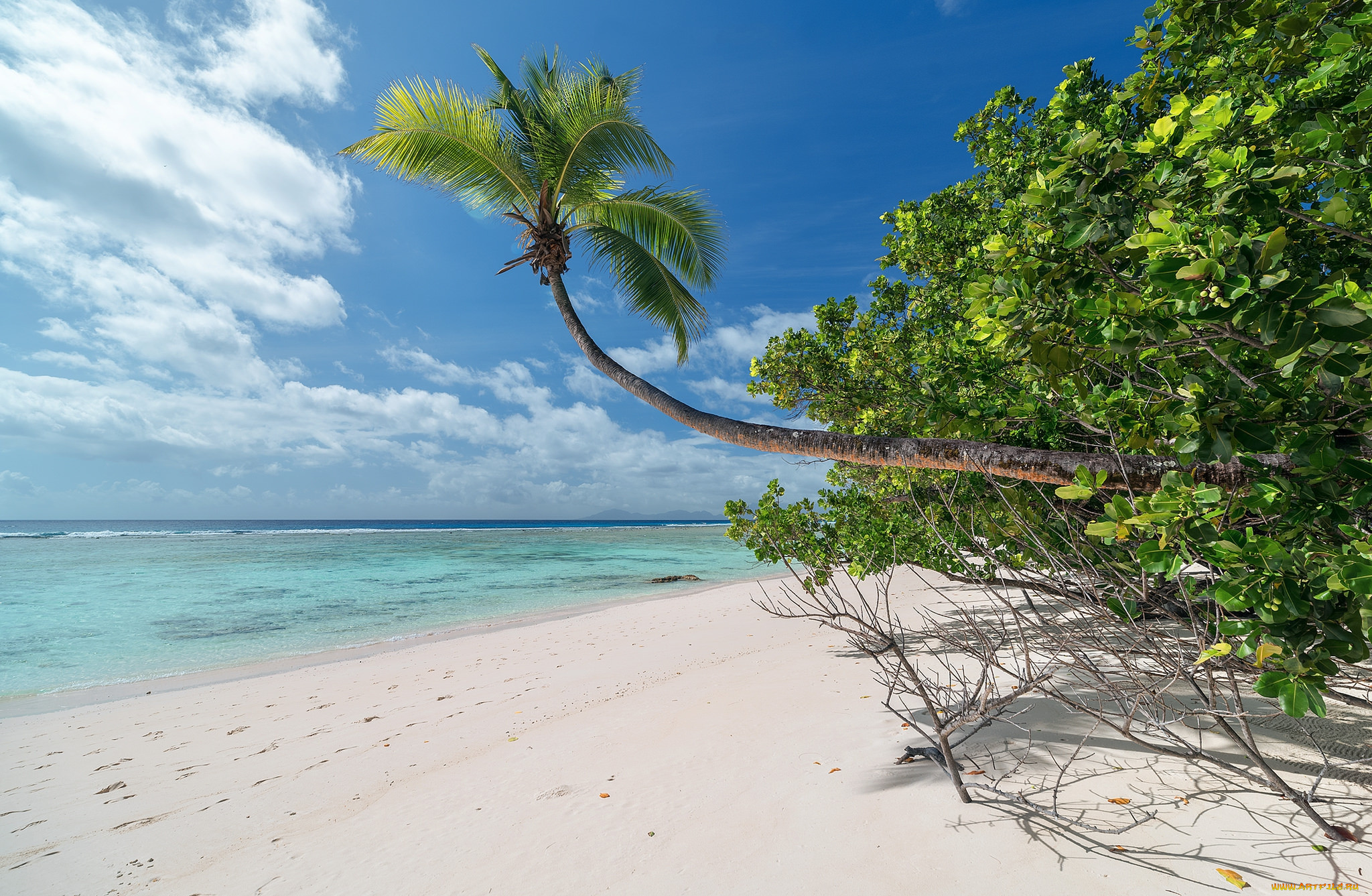 Beach tree. Тропический пляж. Дикие тропические острова. Дикий тропический пляж. Beach Tree Plaj.